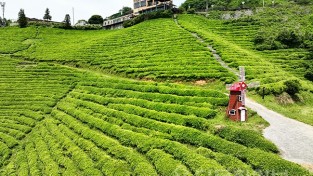 ① 보성군 차(茶)향 물씬 풍기는 초록빛 수채화 풍경